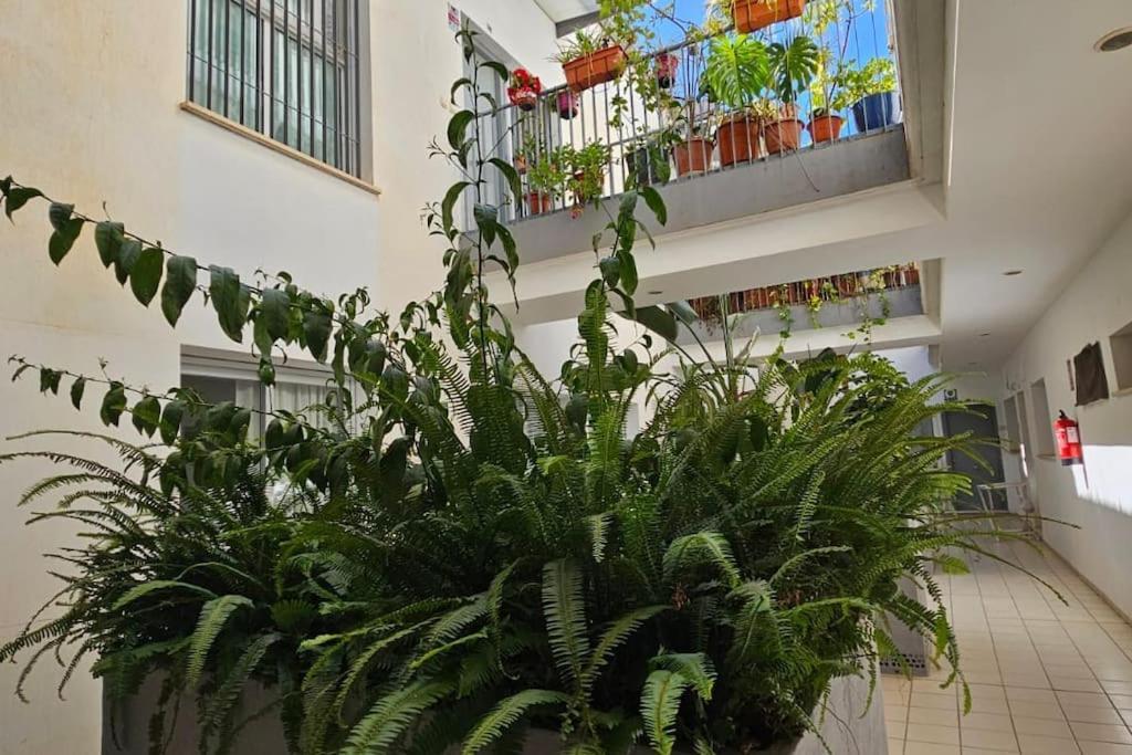 Suite Trinidad Centro Málaga Dış mekan fotoğraf